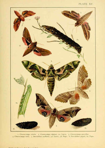 Reproducción/Reproduction 6466295219: British and European butterflies and moths (Macrolepidoptera) London,E. Nister;[1895] 