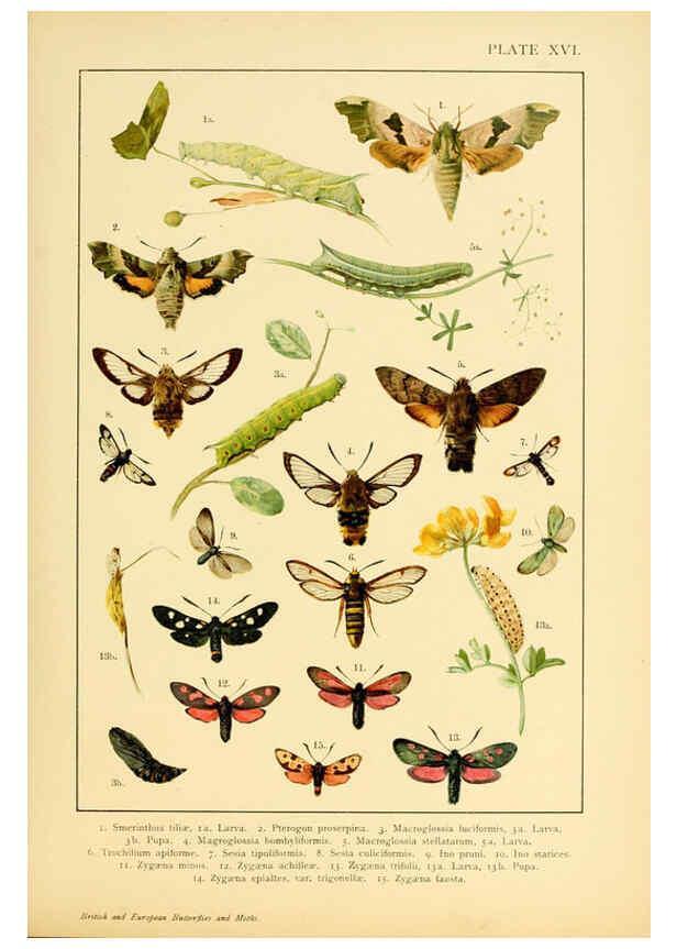 Reproducción/Reproduction 6466295869: British and European butterflies and moths (Macrolepidoptera) London,E. Nister;[1895] 