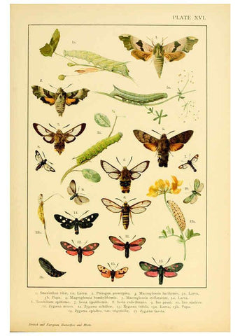 Reproducción/Reproduction 6466295869: British and European butterflies and moths (Macrolepidoptera) London,E. Nister;[1895] 