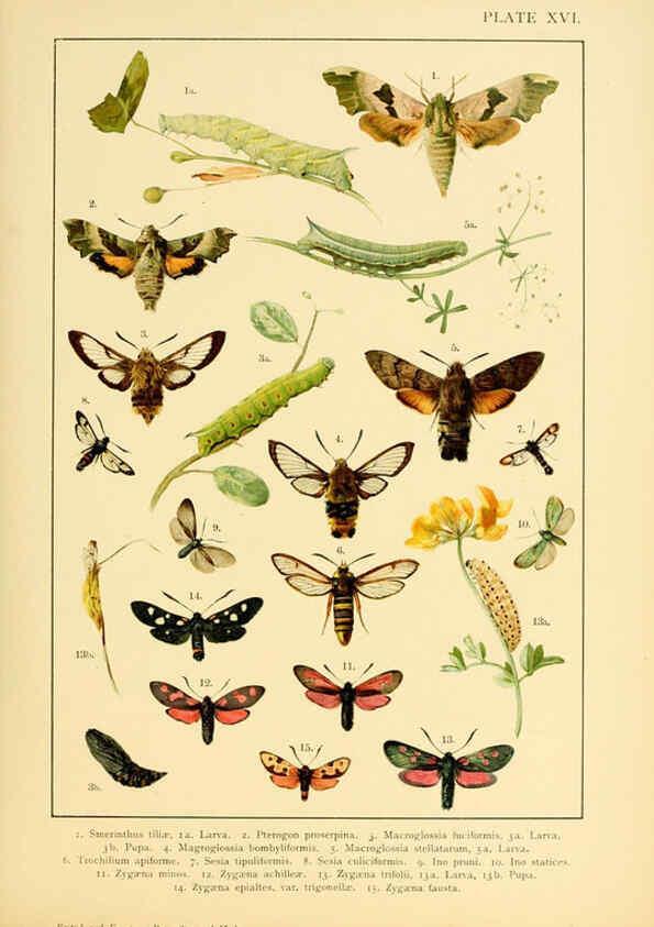 Reproducción/Reproduction 6466295869: British and European butterflies and moths (Macrolepidoptera) London,E. Nister;[1895] 