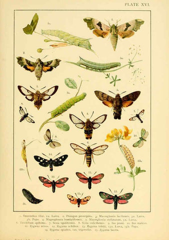 Reproducción/Reproduction 6466295869: British and European butterflies and moths (Macrolepidoptera) London,E. Nister;[1895] 