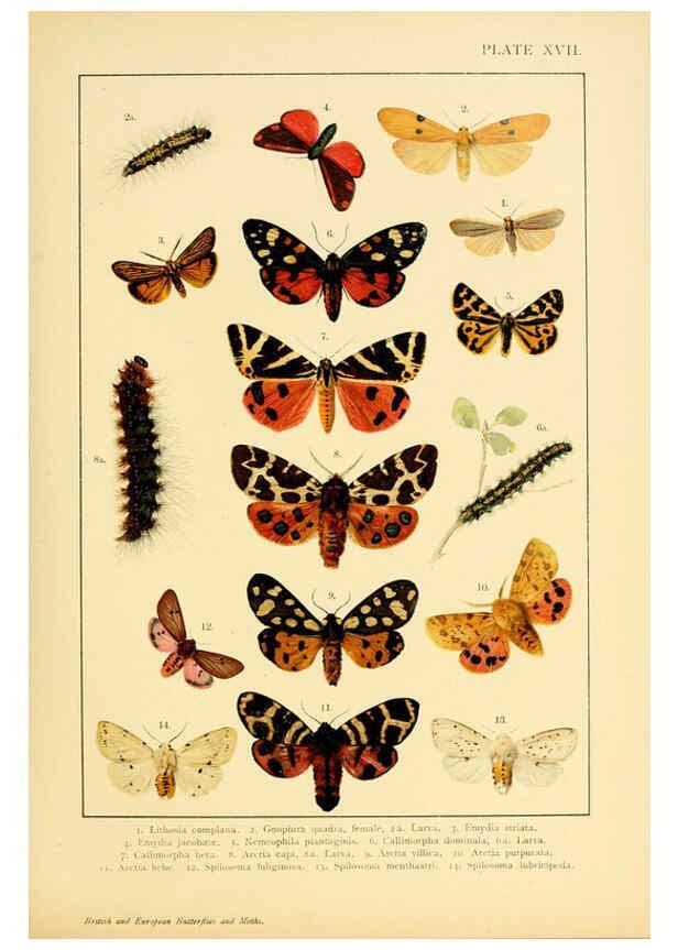 Reproducción/Reproduction 6466296487: British and European butterflies and moths (Macrolepidoptera) London,E. Nister;[1895] 