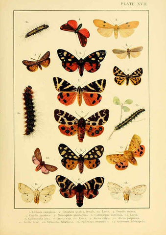Reproducción/Reproduction 6466296487: British and European butterflies and moths (Macrolepidoptera) London,E. Nister;[1895] 