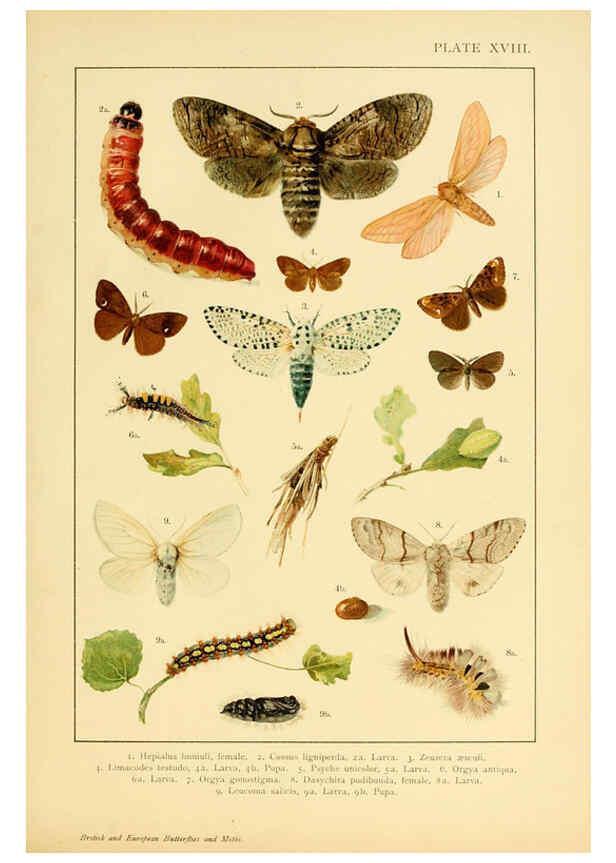 Reproducción/Reproduction 6466297119: British and European butterflies and moths (Macrolepidoptera) London,E. Nister;[1895] 