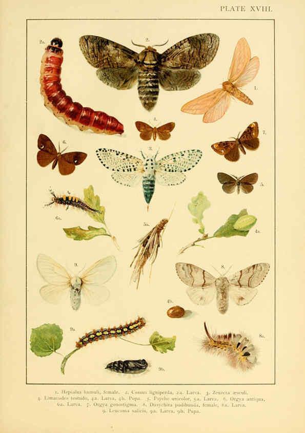 Reproducción/Reproduction 6466297119: British and European butterflies and moths (Macrolepidoptera) London,E. Nister;[1895] 