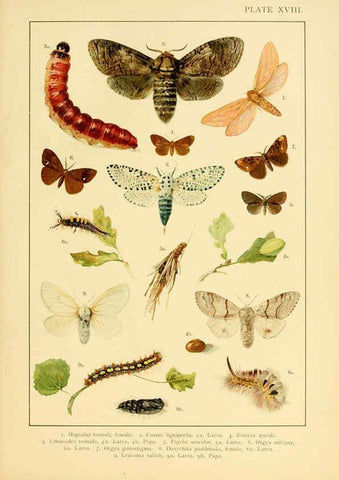 Reproducción/Reproduction 6466297119: British and European butterflies and moths (Macrolepidoptera) London,E. Nister;[1895] 