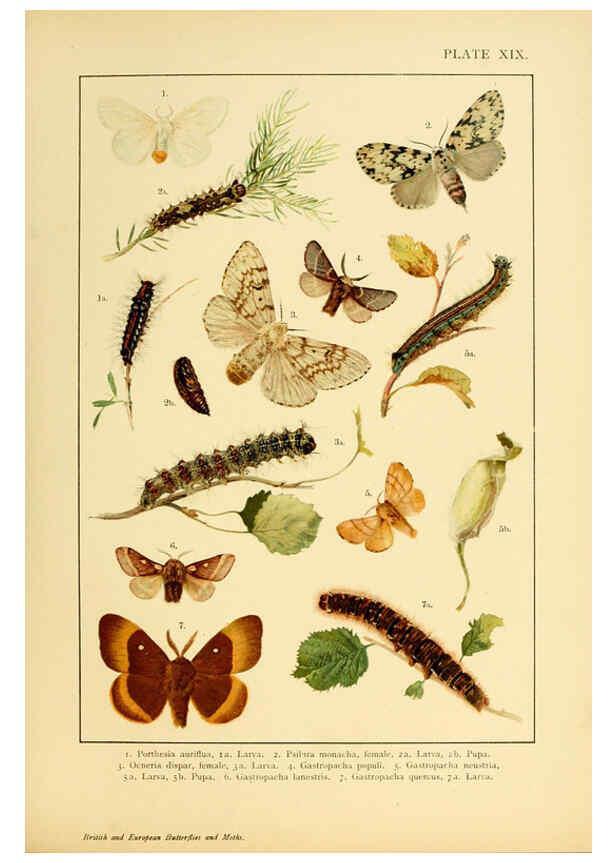 Reproducción/Reproduction 6466297605: British and European butterflies and moths (Macrolepidoptera) London,E. Nister;[1895] 