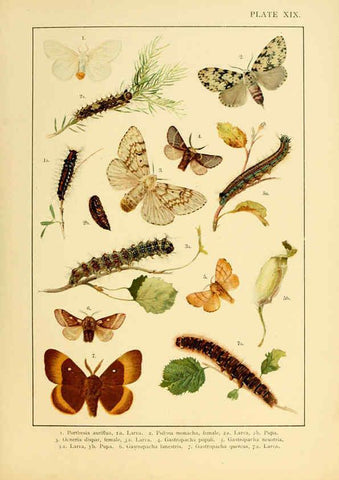 Reproducción/Reproduction 6466297605: British and European butterflies and moths (Macrolepidoptera) London,E. Nister;[1895] 