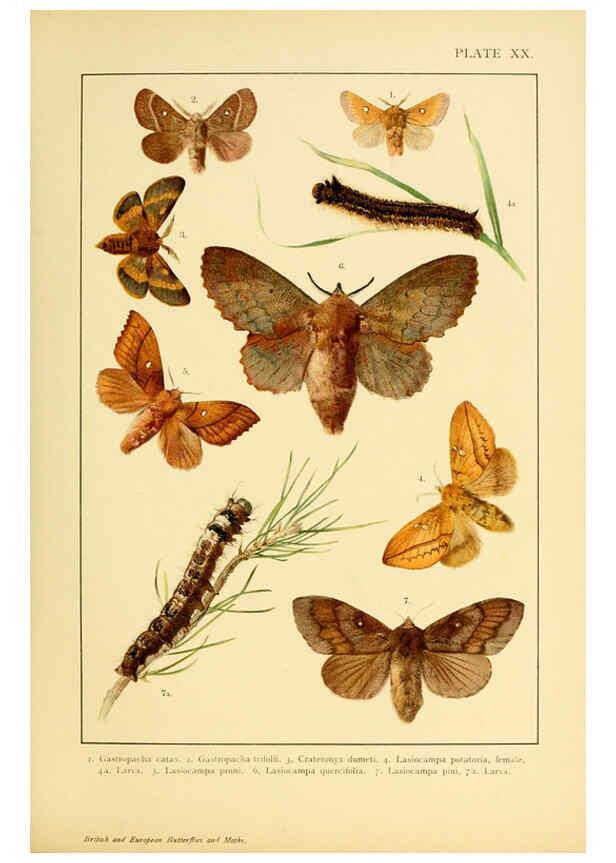 Reproducción/Reproduction 6466298039: British and European butterflies and moths (Macrolepidoptera) London,E. Nister;[1895] 