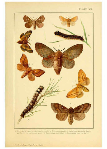 Reproducción/Reproduction 6466298039: British and European butterflies and moths (Macrolepidoptera) London,E. Nister;[1895] 