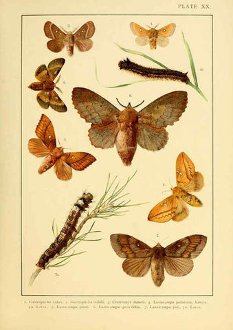 Reproducción/Reproduction 6466298039: British and European butterflies and moths (Macrolepidoptera) London,E. Nister;[1895] 