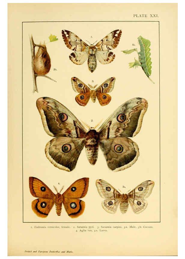 Reproducción/Reproduction 6466298629: British and European butterflies and moths (Macrolepidoptera) London,E. Nister;[1895] 
