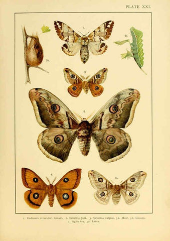 Reproducción/Reproduction 6466298629: British and European butterflies and moths (Macrolepidoptera) London,E. Nister;[1895] 