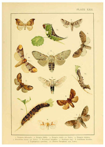 Reproducción/Reproduction 6466299089: British and European butterflies and moths (Macrolepidoptera) London,E. Nister;[1895] 