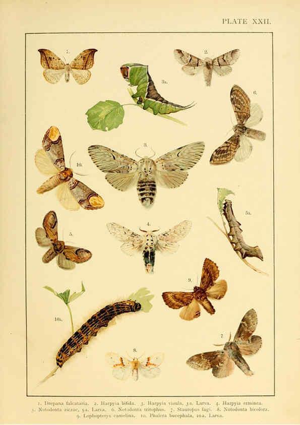 Reproducción/Reproduction 6466299089: British and European butterflies and moths (Macrolepidoptera) London,E. Nister;[1895] 