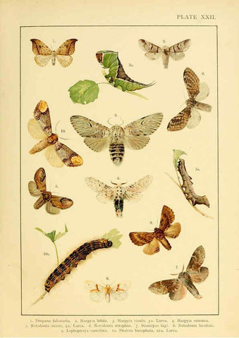 Reproducción/Reproduction 6466299089: British and European butterflies and moths (Macrolepidoptera) London,E. Nister;[1895] 