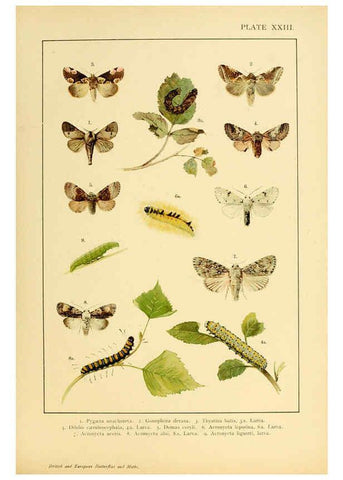 Reproducción/Reproduction 6466299773: British and European butterflies and moths (Macrolepidoptera) London,E. Nister;[1895] 