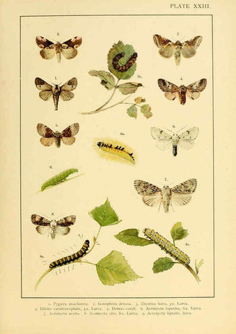 Reproducción/Reproduction 6466299773: British and European butterflies and moths (Macrolepidoptera) London,E. Nister;[1895] 