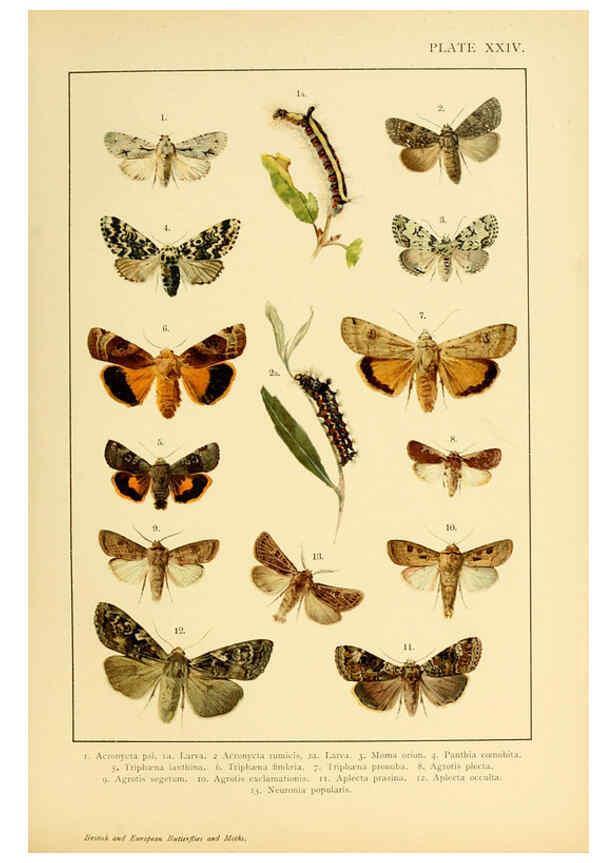 Reproducción/Reproduction 6466300391: British and European butterflies and moths (Macrolepidoptera) London,E. Nister;[1895] 