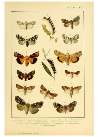 Reproducción/Reproduction 6466300391: British and European butterflies and moths (Macrolepidoptera) London,E. Nister;[1895] 