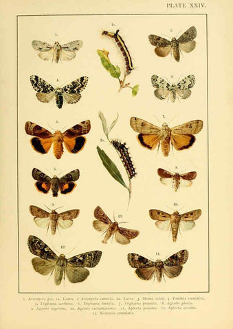 Reproducción/Reproduction 6466300391: British and European butterflies and moths (Macrolepidoptera) London,E. Nister;[1895] 