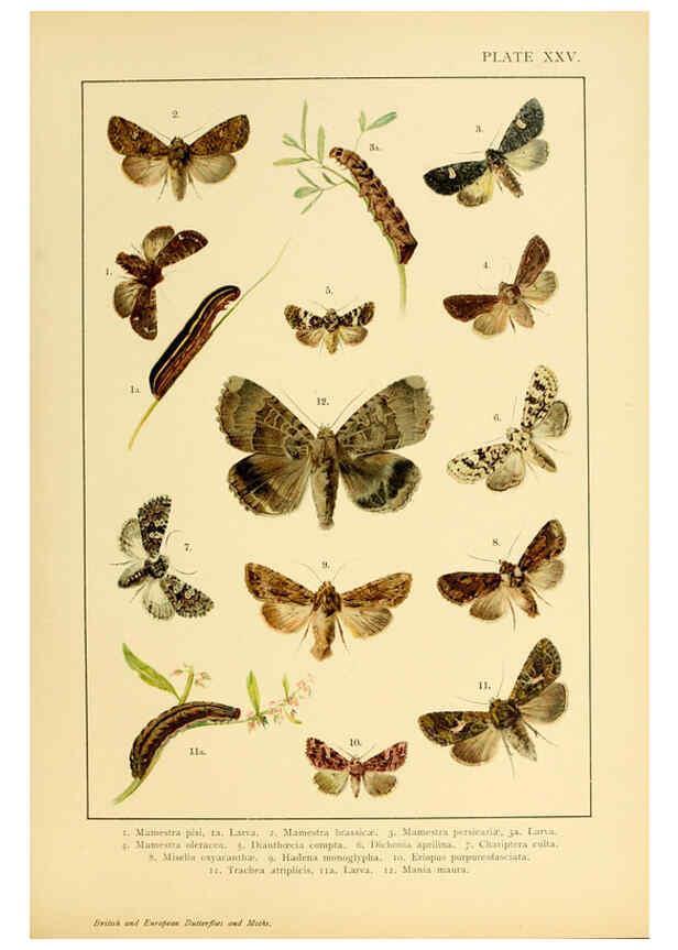 Reproducción/Reproduction 6466300899: British and European butterflies and moths (Macrolepidoptera) London,E. Nister;[1895] 