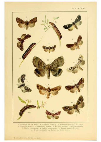 Reproducción/Reproduction 6466300899: British and European butterflies and moths (Macrolepidoptera) London,E. Nister;[1895] 