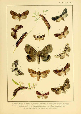 Reproducción/Reproduction 6466300899: British and European butterflies and moths (Macrolepidoptera) London,E. Nister;[1895] 