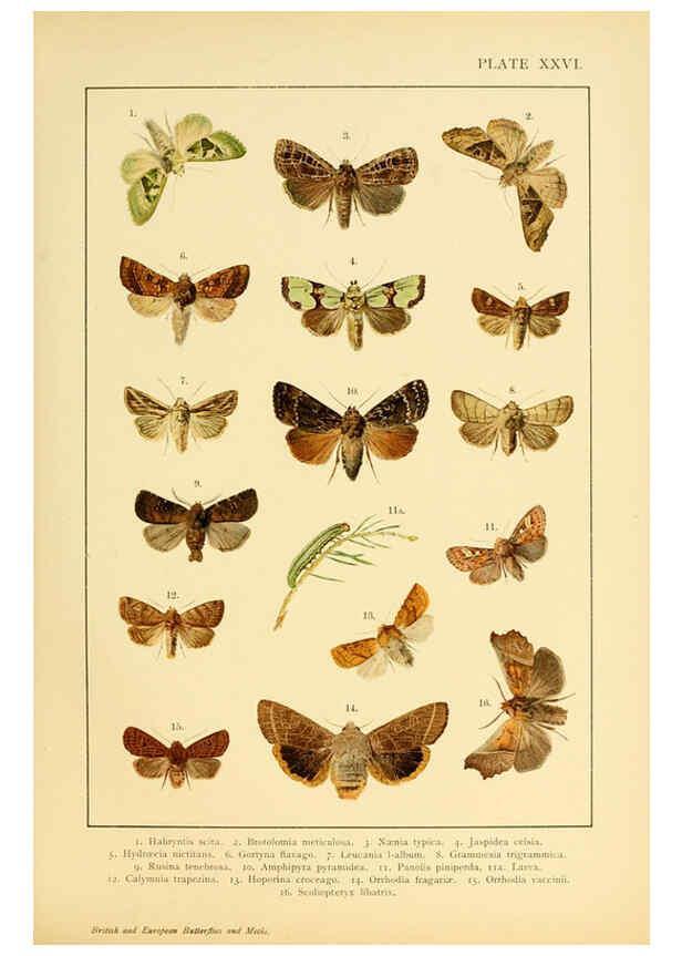 Reproducción/Reproduction 6466301495: British and European butterflies and moths (Macrolepidoptera) London,E. Nister;[1895] 