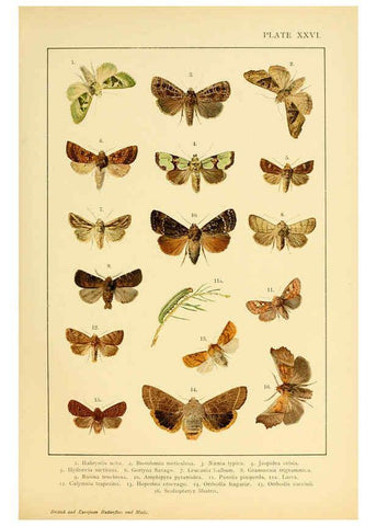 Reproducción/Reproduction 6466301495: British and European butterflies and moths (Macrolepidoptera) London,E. Nister;[1895] 