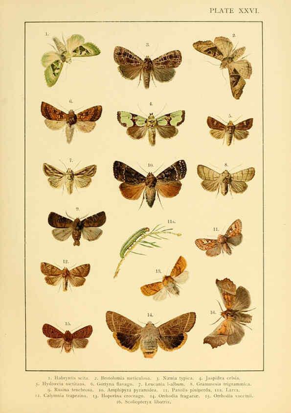 Reproducción/Reproduction 6466301495: British and European butterflies and moths (Macrolepidoptera) London,E. Nister;[1895] 