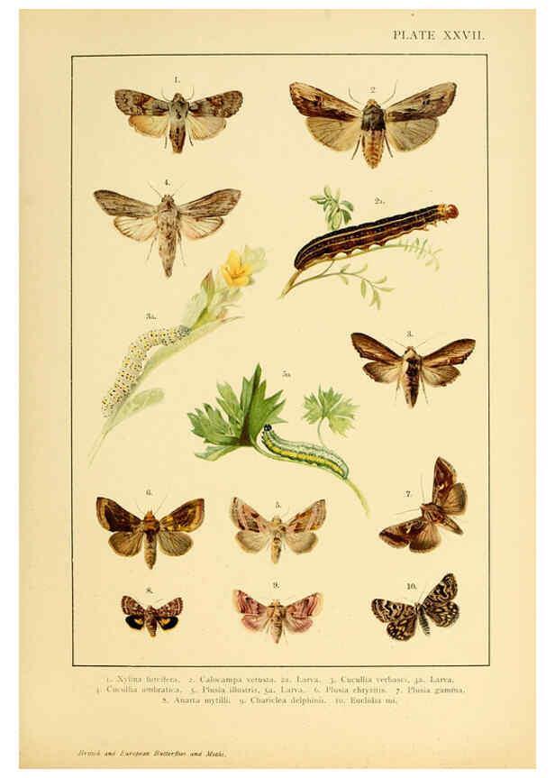 Reproducción/Reproduction 6466302041: British and European butterflies and moths (Macrolepidoptera) London,E. Nister;[1895] 
