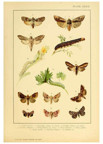 Reproducción/Reproduction 6466302041: British and European butterflies and moths (Macrolepidoptera) London,E. Nister;[1895] 