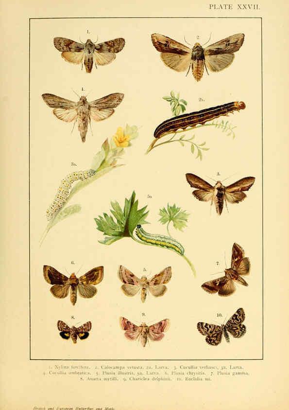 Reproducción/Reproduction 6466302041: British and European butterflies and moths (Macrolepidoptera) London,E. Nister;[1895] 