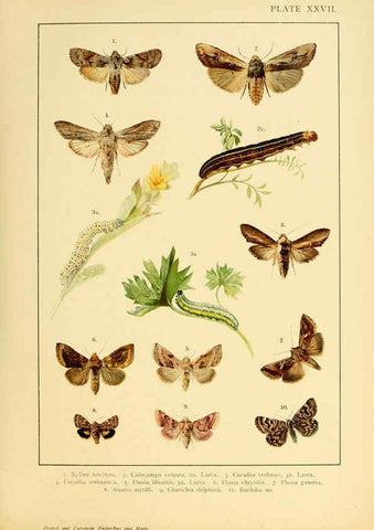 Reproducción/Reproduction 6466302041: British and European butterflies and moths (Macrolepidoptera) London,E. Nister;[1895] 