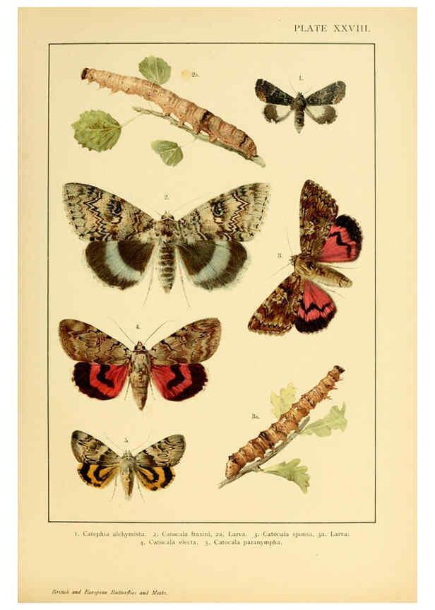 Reproducción/Reproduction 6466302453: British and European butterflies and moths (Macrolepidoptera) London,E. Nister;[1895] 