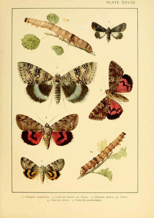 Reproducción/Reproduction 6466302453: British and European butterflies and moths (Macrolepidoptera) London,E. Nister;[1895] 