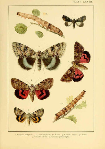 Reproducción/Reproduction 6466302453: British and European butterflies and moths (Macrolepidoptera) London,E. Nister;[1895] 