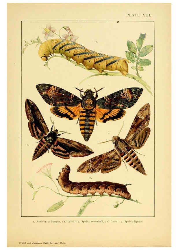 Reproducción/Reproduction 6466294171: British and European butterflies and moths (Macrolepidoptera) London,E. Nister;[1895] 