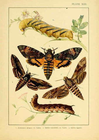 Reproducción/Reproduction 6466294171: British and European butterflies and moths (Macrolepidoptera) London,E. Nister;[1895] 
