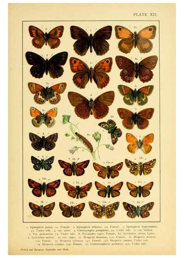 Reproducción/Reproduction 6466293519: British and European butterflies and moths (Macrolepidoptera) London,E. Nister;[1895] 