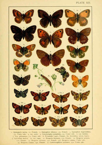 Reproducción/Reproduction 6466293519: British and European butterflies and moths (Macrolepidoptera) London,E. Nister;[1895] 