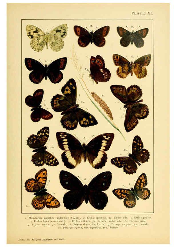 Reproducción/Reproduction 6466292935: British and European butterflies and moths (Macrolepidoptera) London,E. Nister;[1895] 