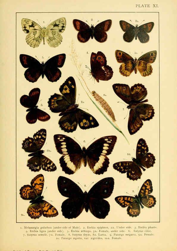 Reproducción/Reproduction 6466292935: British and European butterflies and moths (Macrolepidoptera) London,E. Nister;[1895] 