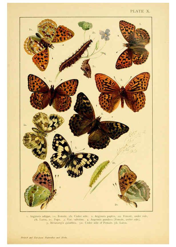 Reproducción/Reproduction 6466292277: British and European butterflies and moths (Macrolepidoptera) London,E. Nister;[1895] 