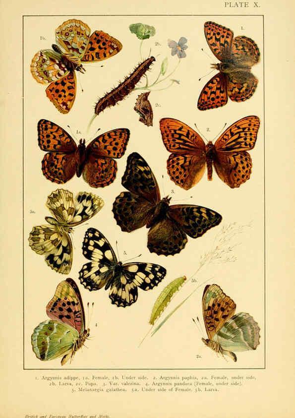Reproducción/Reproduction 6466292277: British and European butterflies and moths (Macrolepidoptera) London,E. Nister;[1895] 