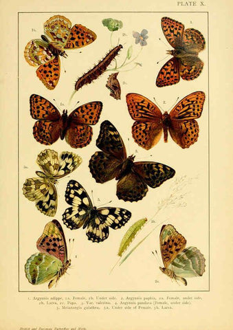 Reproducción/Reproduction 6466292277: British and European butterflies and moths (Macrolepidoptera) London,E. Nister;[1895] 