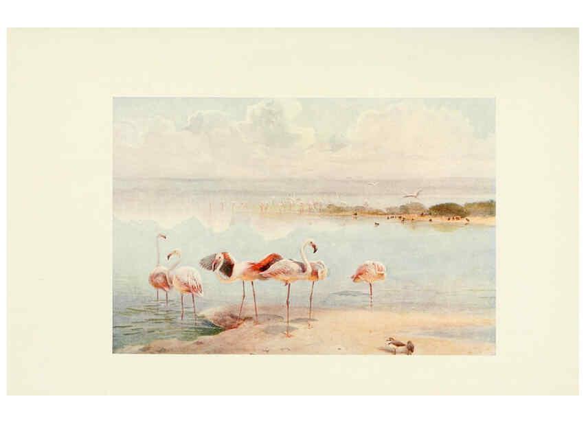 Reproducción/Reproduction 6465948333: Egyptian birds for the most part seen in the Nile Valley London,A. and C. Black,1909
