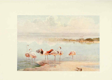 Reproducción/Reproduction 6465948333: Egyptian birds for the most part seen in the Nile Valley London,A. and C. Black,1909