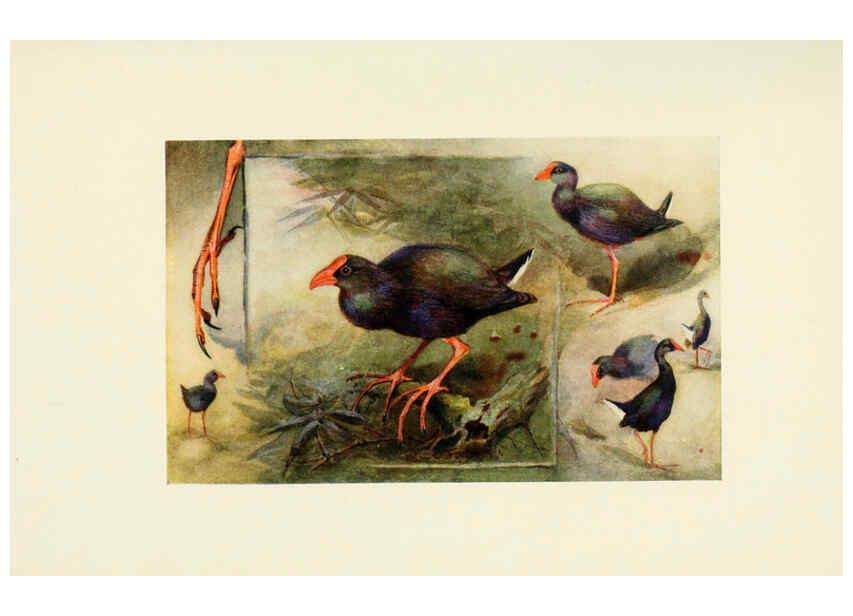 Reproducción/Reproduction 6465948719: Egyptian birds for the most part seen in the Nile Valley London,A. and C. Black,1909